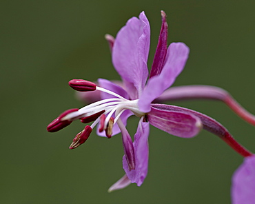 Fireweed (Chamerion angustifolium), San Juan National Forest, Colorado, United States of America, North America