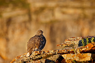 White-tailed ptarmigan (Lagopus leucurus) in summer plumage, San Juan National Forest, Colorado, United States of America, North America