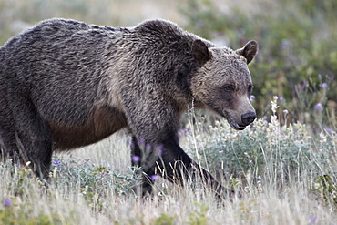 Grizzly bear (Ursus arctos horribilis), Glacier National Park, Montana, United States of America, North America