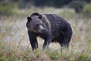 Grizzly bear (Ursus arctos horribilis) in the rain, Glacier National Park, Montana, United States of America, North America