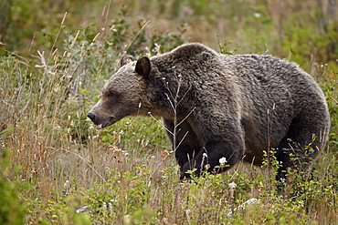 Grizzly bear (Ursus arctos horribilis) with its tongue out, Glacier National Park, Montana, United States of America, North America