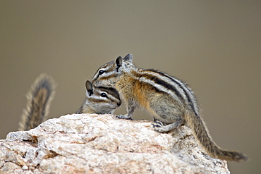 Two least chipmunk (Tamias minimus), Custer State Park, South Dakota, United States of America, North America