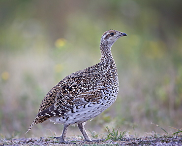 Sharp-tailed grouse (Tympanuchus phasianellus, previously Tetrao phasianellus), Custer State Park, South Dakota, United States of America, North America