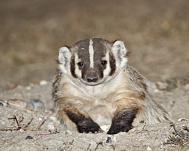 Badger (Taxidea taxus), Buffalo Gap National Grassland, Conata Basin, South Dakota, United States of America, North America