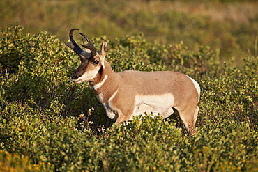 Pronghorn (Antilocapra americana) buck, Custer State Park, South Dakota, United States of America, North America