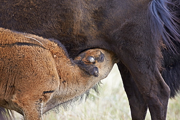 Bison (Bison bison) calf nursing, Custer State Park, South Dakota, United States of America, North America