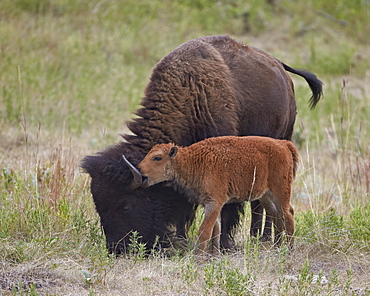 Bison (Bison bison) calf playing with its mother, Custer State Park, South Dakota, United States of America, North America