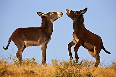 Two young wild burro (donkey) (Equus asinus) (Equus africanus asinus) playing, Custer State Park, South Dakota, United States of America, North America