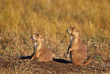 Two black-tailed prairie dog (blacktail prairie dog) (Cynomys ludovicianus), Custer State Park, South Dakota, United States of America, North America