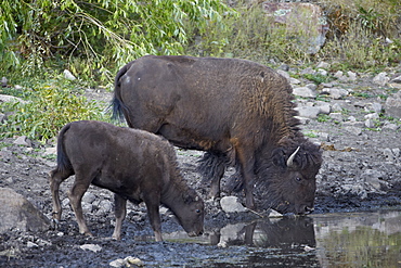 Bison (Bison bison) cow and calf drinking from a pond, Custer State Park, South Dakota, United States of America, North America