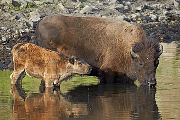 Bison (Bison bison) cow and calf drinking from a pond, Custer State Park, South Dakota, United States of America, North America