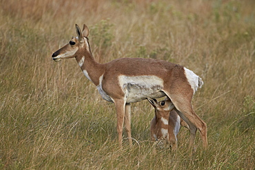 Pronghorn (Antilocapra americana) nursing, Custer State Park, South Dakota, United States of America, North America