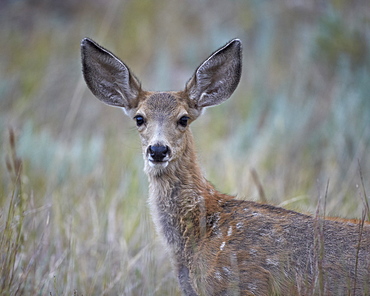 Young mule deer (Odocoileus hemionus), Custer State Park, South Dakota, United States of America, North America