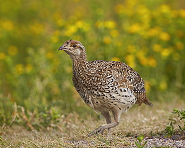 Sharp-tailed grouse (Tympanuchus phasianellus) (previously Tetrao phasianellus), Custer State Park, South Dakota, United States of America, North America