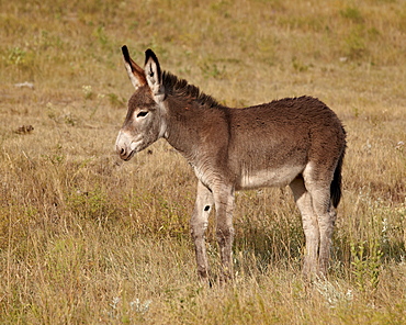 Young wild burro (donkey) (Equus asinus) (Equus africanus asinus), Custer State Park, South Dakota, United States of America, North America