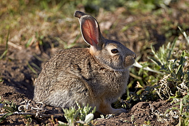 Eastern cottontail (Sylvilagus floridanus), Custer State Park, South Dakota, United States of America, North America