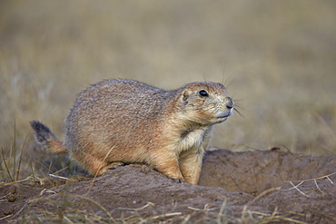 Black-tailed prairie dog (blacktail prairie dog) (Cynomys ludovicianus), Custer State Park, South Dakota, United States of America, North America