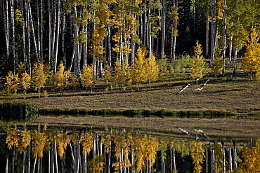 Yellow aspens among evergreens in the fall reflected in a lake, Uncompahgre National Forest, Colorado, United States of America, North America