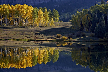 Yellow aspens among evergreens in the fall reflected in a lake, Uncompahgre National Forest, Colorado, United States of America, North America