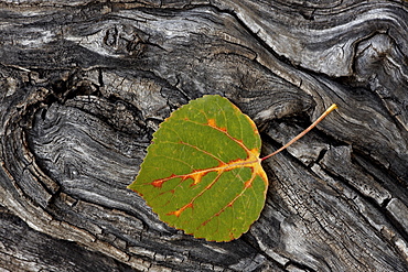 Aspen leaf turning red, orange, and yellow, Uncompahgre National Forest, Colorado, United States of America, North America