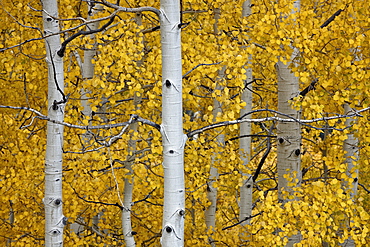 Aspen trunks among yellow leaves, Uncompahgre National Forest, Colorado, United States of America, North America