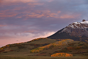 Patches of yellow aspens in the fall under pink clouds, Uncompahgre National Forest, Colorado, United States of America, North America