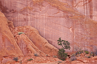 Salmon-coloured sandstone wall with evergreens, Grand Staircase-Escalante National Monument, Utah, United States of America, North America 