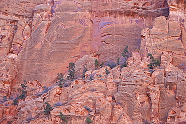 Salmon-coloured sandstone wall with evergreens, Grand Staircase-Escalante National Monument, Utah, United States of America, North America 