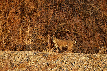 Bobcat (Lynx rufus), Bosque del Apache National Wildlife Refuge, New Mexico, United States of America, North America 