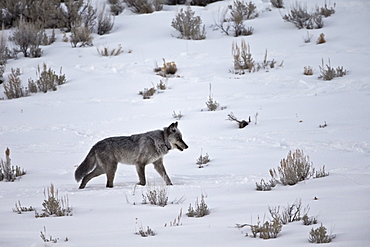 Gray wolf (Canis lupus) 755M of the Lamar Canyon Pack running through the snow in the winter, Yellowstone National Park, Wyoming, United States of America, North America 