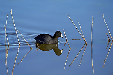 American coot (Fulica americana) swimming, Bosque del Apache National Wildlife Refuge, New Mexico, United States of America, North America 