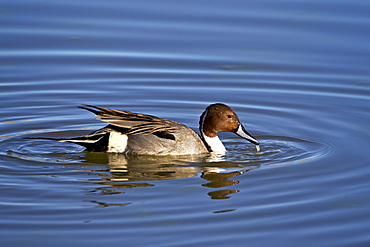 Northern pintail (Anas acuta) drake, Bosque del Apache National Wildlife Refuge, New Mexico, United States of America, North America 