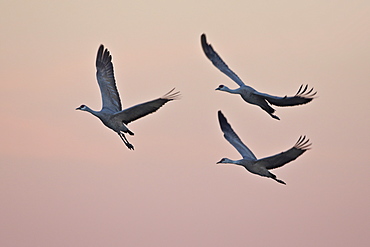 Three sandhill cranes (Grus canadensis) landing with pink clouds, Bosque del Apache National Wildlife Refuge, New Mexico, United States of America, North America 