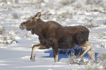 Moose (Alces alces) calf on a winter morning, Grand Teton National Park, Wyoming, United States of America, North America 