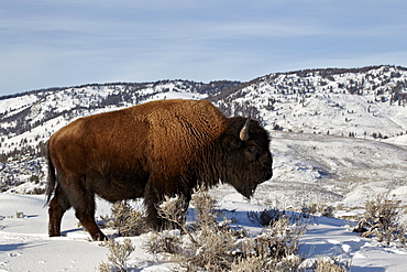 Bison (Bison bison) bull in the winter, Yellowstone National Park, UNESCO World Heritage Site, Wyoming, United States of America, North America 