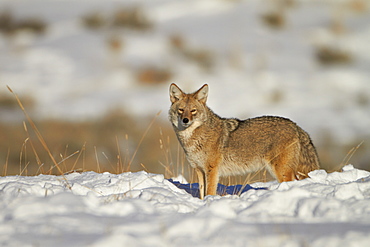 Coyote (Canis latrans) in the snow, Yellowstone National Park, Wyoming, United States of America, North America 