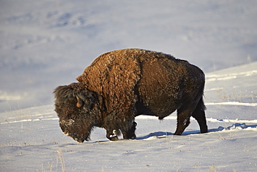 Bison (Bison bison) bull in the snow, Yellowstone National Park, Wyoming, United States of America, North America 