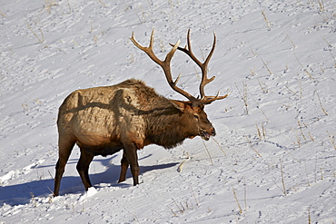 Bull elk (Cervus canadensis) feeding in the winter, Yellowstone National Park, Wyoming, United States of America, North America 