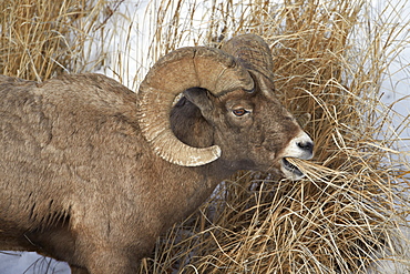 Bighorn sheep (Ovis canadensis) ram eating in the winter, Yellowstone National Park, Wyoming, United States of America, North America 