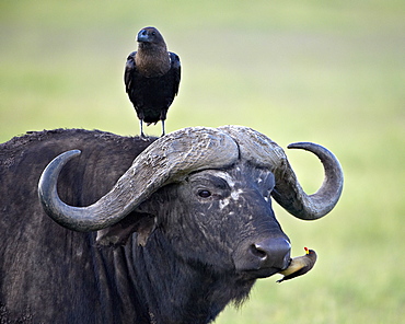 Cape Buffalo (African buffalo) (Syncerus caffer), white-naped raven (white-necked raven) (Corvus albicollis) and a yellow-billed oxpecker (Buphagus africanus), Ngorongoro Crater, Tanzania, East Africa, Africa 