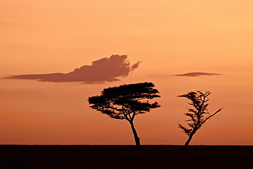 Two acacia trees at dawn, Serengeti National Park, UNESCO World Heritage Site, Tanzania, East Africa, Africa 