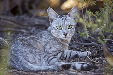 African wild cat (Felis silvestris lybica), Kgalagadi Transfrontier Park, encompassing the former Kalahari Gemsbok National Park, South Africa, Africa 