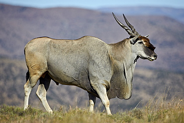 Common eland (Taurotragus oryx) buck, Mountain Zebra National Park, South Africa, Africa 