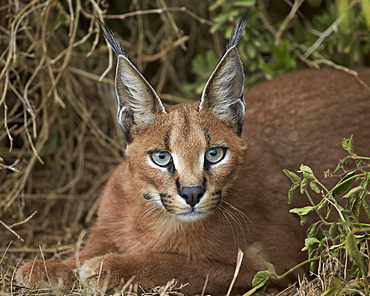 Caracal (Caracal caracal), Addo Elephant National Park, South Africa, Africa 