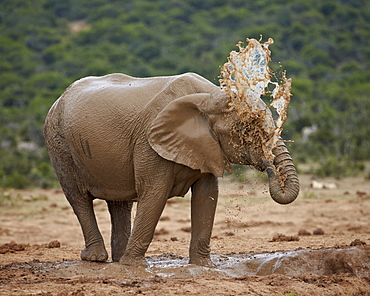 Female African elephant (Loxodonta africana) mud bathing, Addo Elephant National Park, South Africa, Africa 