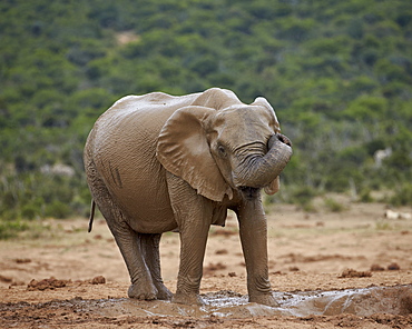 Female African elephant (Loxodonta africana) rubbing her eye while mud bathing, Addo Elephant National Park, South Africa, Africa 