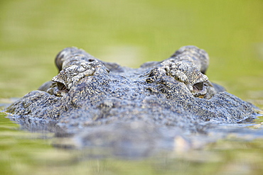 Nile crocodile (Crocodylus niloticus) in the water, Kruger National Park, South Africa, Africa