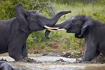 Two teenaged male African elephant (Loxodonta africana) playing, Kruger National Park, South Africa, Africa 