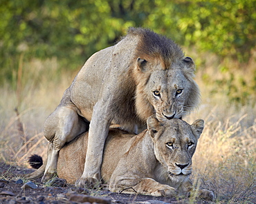 Lion (Panthera leo) pair mating, Kruger National Park, South Africa, Africa 