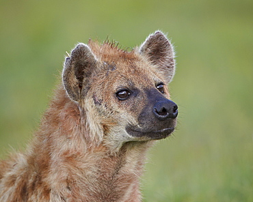 Spotted hyena (spotted hyaena) (Crocuta crocuta), Ngorongoro Crater, Tanzania, East Africa, Africa 